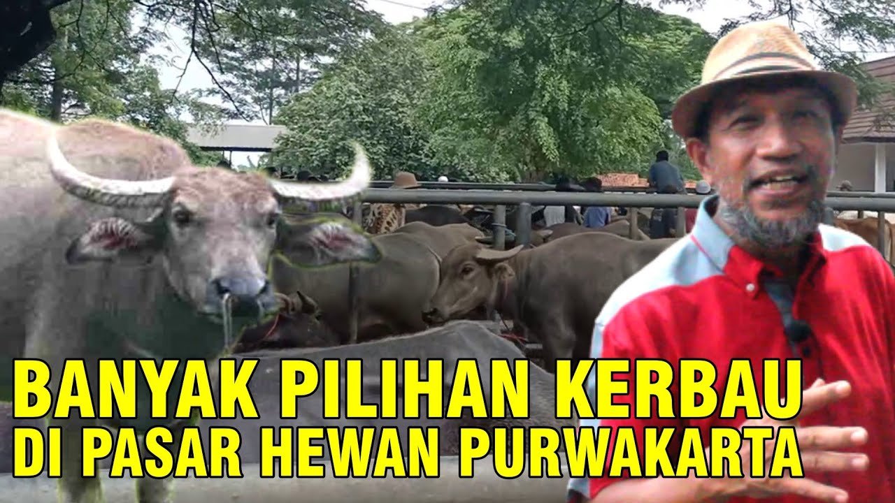 
                                 Pasar-Hewan-Jual-Kerbau-Update-Harga